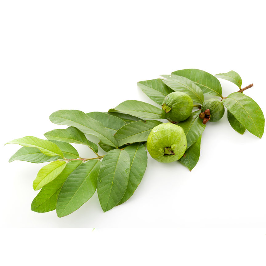 PSIDIUM GUAJAVA (DAUN JAMBU BIJI) EXTRACT - Insular Multi Natural