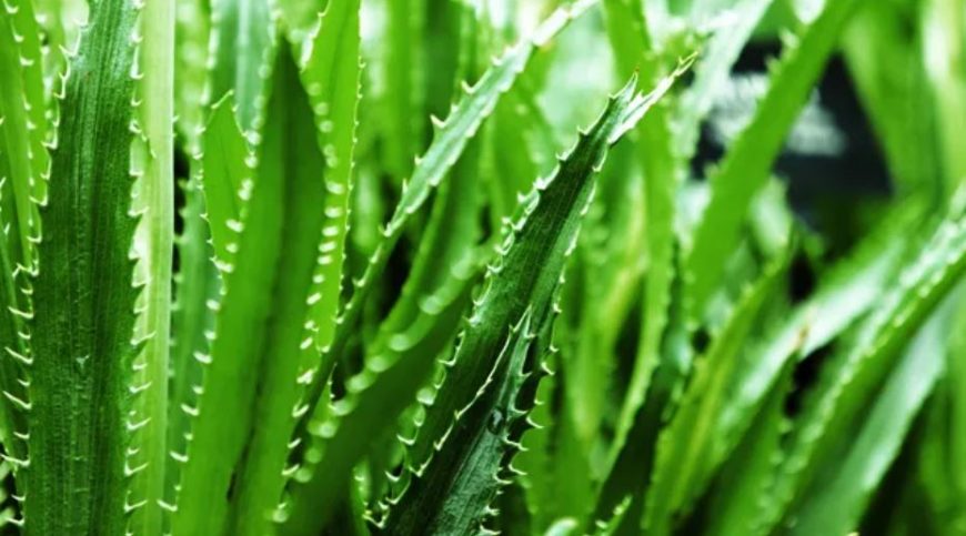 aloe vera